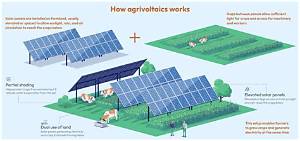 Agrivoltaics in Action: Visual Proof That Solar Fields Are the New Agriculture