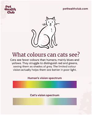 Are Cats Really Colorblind? Veterinary Science Debunks the Feline Vision Myth