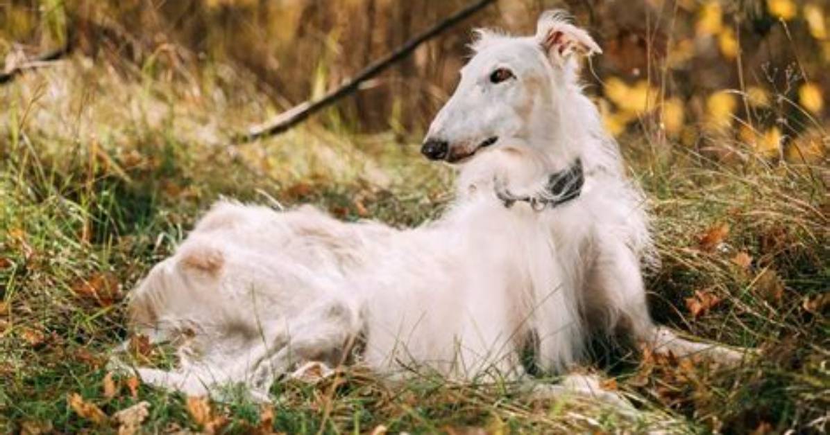 Borzoi Looks Like