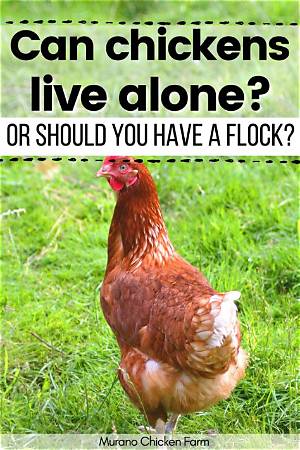 Can Chickens Live on Grass Alone? Debunking the Pasture-Fed Poultry Myth