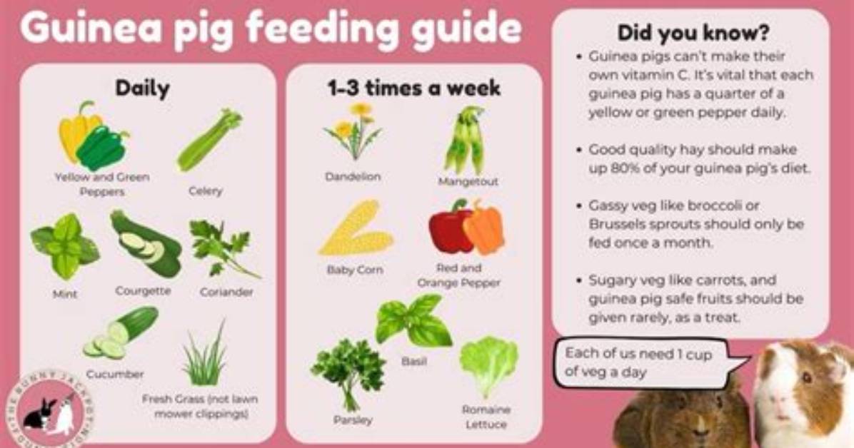 Can Guinea Pigs Eat