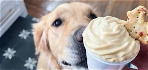 Can You Really Get a Pup Cup at Maccas? the Drive-Thru Secret Revealed