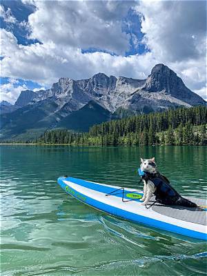 Cat Stand-up Paddleboarding 101: Step-by-Step Training, Gear, and Safe Practices