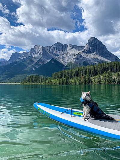 Cat Stand-up Paddleboarding 101: Step-by-Step Training, Gear, and Safe Practices