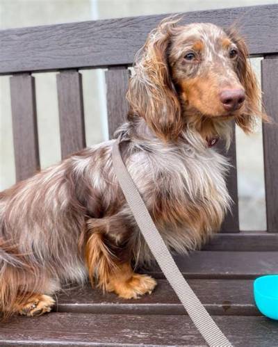 Dachshund Breeds Ranked: How Mini Longhairs Compare to Other Short-Legged Pups