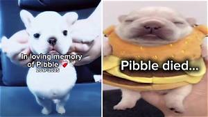 Did Pibble the Dog Die? Everything You Need to Know About the Viral Canine