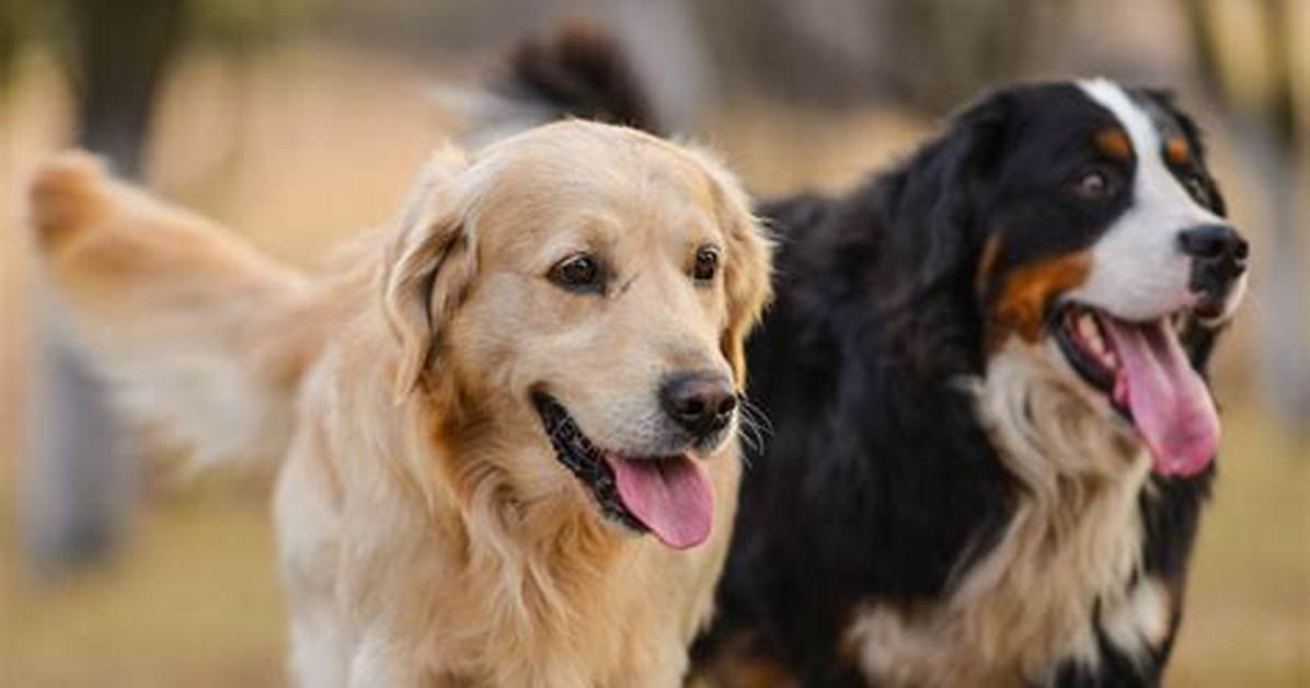 Dog And