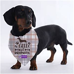 Dramatic Dachshund Makeovers: Incredible Before-and-After Wirehair Transformations