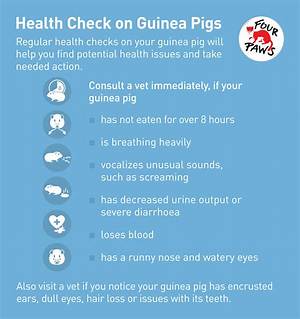 Fact Check: Are Guinea Pigs Really Overrunning Los Angeles or Is It Just a Housing Meme?