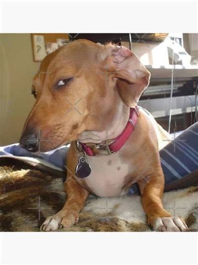 Fact-Checking the Sus Dog Meme: Breed, Origin Rumors, and Misconceptions Debunked
