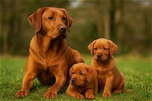 Fox Red Labrador Retriever Complete Guide: Energy Needs, Training, and Care
