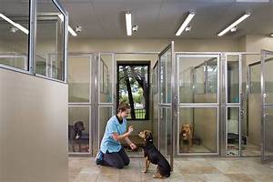 From Shelter Kennels to Loyal Companions: the Rise of Rotterman Adoptions