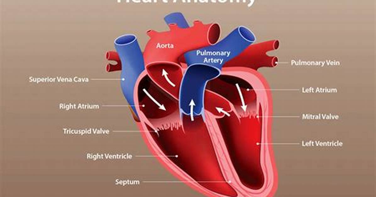 Heart