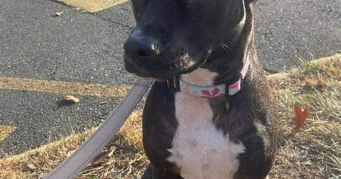 Heartbreaking Photos Reveal Nova the Pit Bull Confused and Back in Her Shelter Kennel