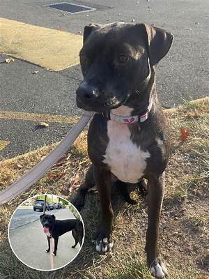 Heartbreaking Photos Reveal Nova the Pit Bull Confused and Back in Her Shelter Kennel