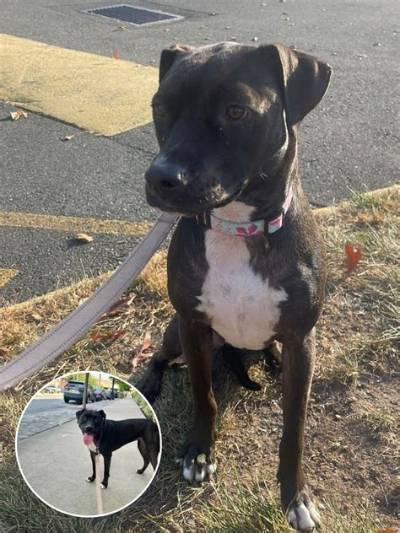 Heartbreaking Photos Reveal Nova the Pit Bull Confused and Back in Her Shelter Kennel