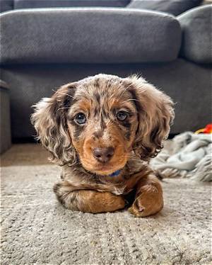 How Dapple Mini Dachshunds Took over Social Media: from Hallway Trots to Park Reunions