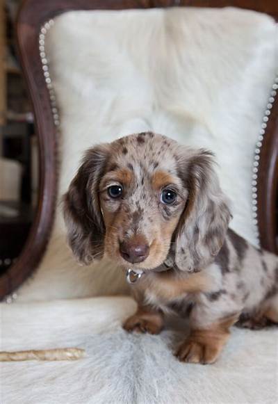 How Mini Long-Haired Dapples Took over Social Feeds: from Viral Sensation to Pet Stardom