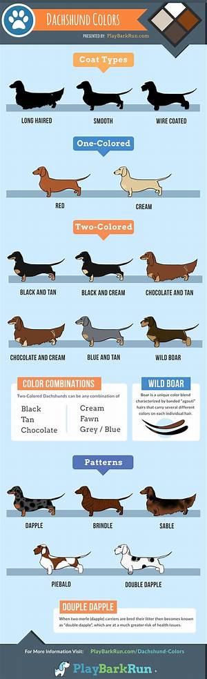 How Miniature Dachshunds Outlive Most Breeds: the Surprising Longevity Secrets