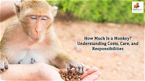 How Much Is a Pet Monkey? Complete Price, Species, and Ownership Faq