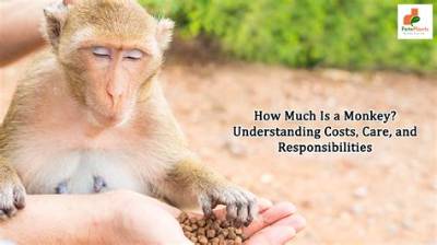 How Much Is a Pet Monkey? Complete Price, Species, and Ownership Faq