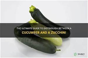 How to Tell Zucchini and Cucumber Apart Instantly: 5 Visual Clues