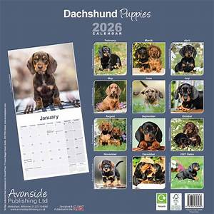 How Viral Dachshund Puppies Triggered a 2026 Designer Dog Craze