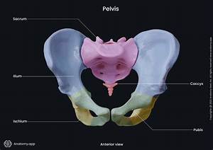 Inside Pelvic Anatomy: How Air Enters the Body and Why Queefing Is Harmless