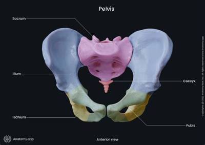 Inside Pelvic Anatomy: How Air Enters the Body and Why Queefing Is Harmless