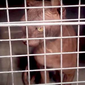 Inside the Henderson Sphynx Cat Raid: Why 21 Felines Were Seized from Breeder