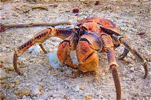 Is Coconut Crab Safe to Eat? Fact-Checking Toxicity, Taste, and Amelia Earhart Myths