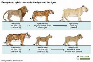 Liger vs Tigon Fact-Check: Do Lion-Tiger Hybrids Ever Occur in the Wild?