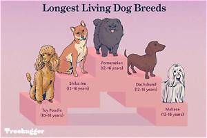 Longest-Living Dog Breeds Ranked: Where Dachshunds Stand in 2026