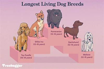 Longest-Living Dog Breeds Ranked: Where Dachshunds Stand in 2026