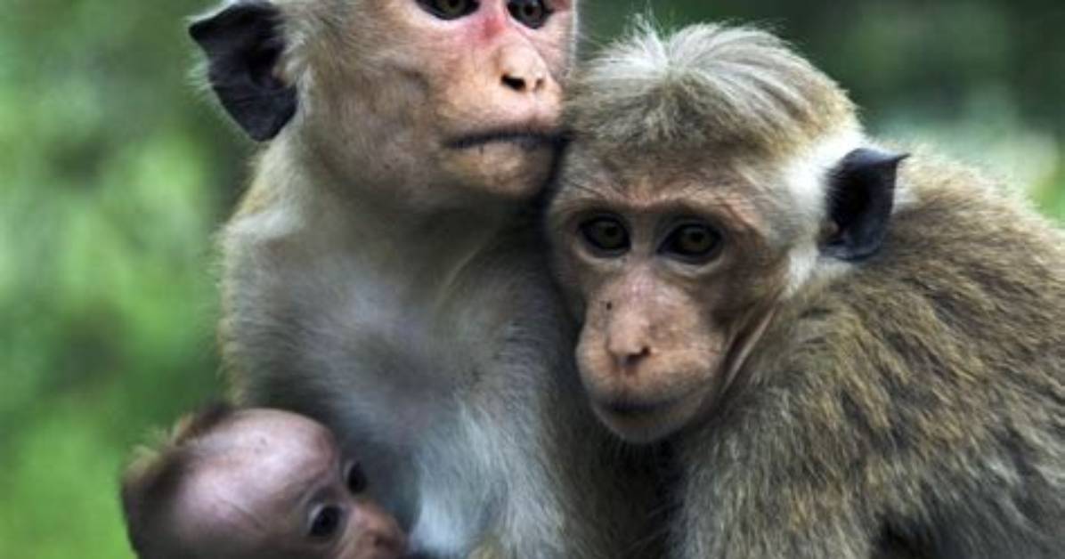 Monkey And