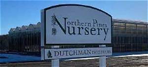 Northern Pines Nursery & Modern Forestry: the Evolution of Sustainable Conifer Cultivation