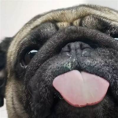 Pug Screen Licker in Action: the Ultimate Visual Loop Breakdown