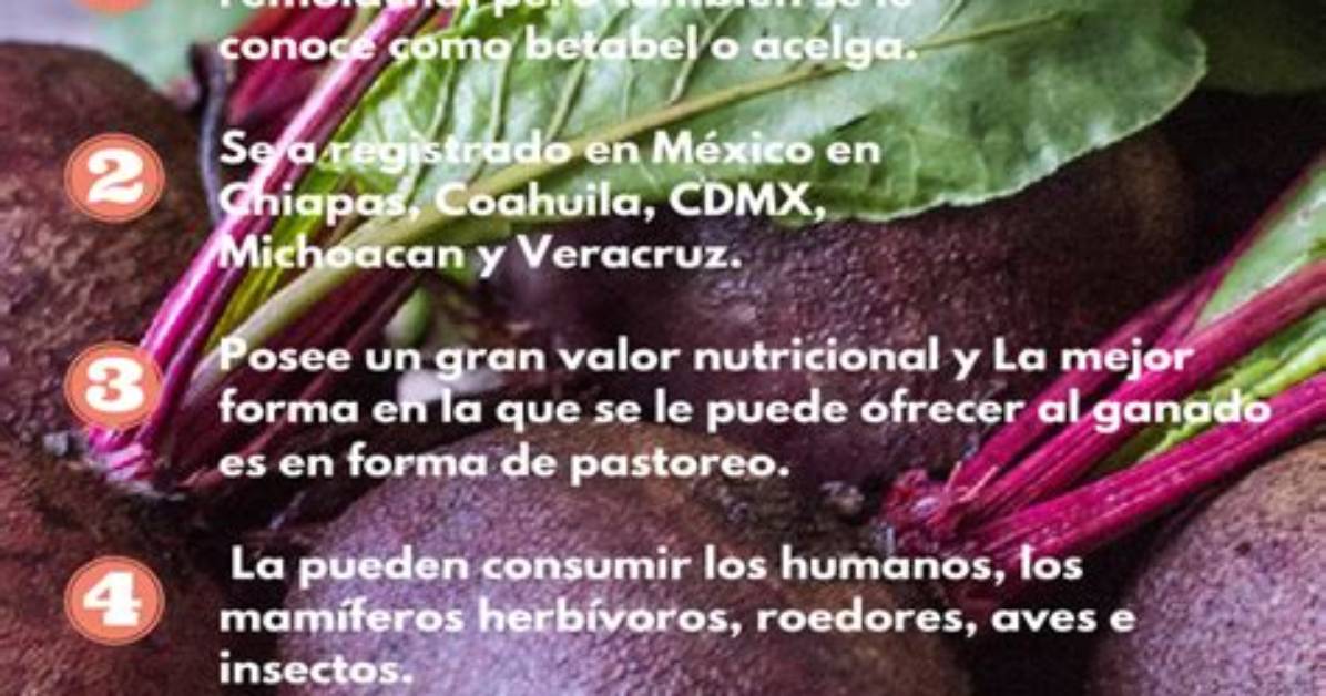Remolacha or Betabel? the Definitive Language Guide to Beetroot in Spanish-Speaking Countries