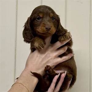 The 2026 Dachshund Boom: How Miniature Long Hairs Captured Pop Culture