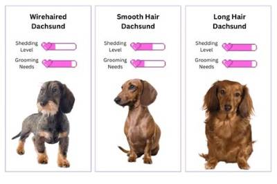 The Complete Dachshund Shedding Guide: Grooming Cuts, Brushing, and Fur Control