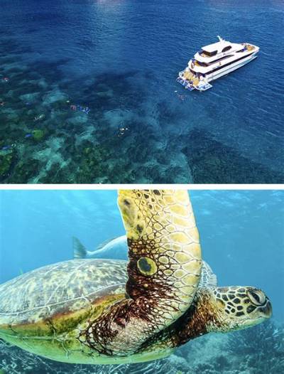 The Evolution of Cruise Pranks: How High-Seas Hoaxes Escalate Online