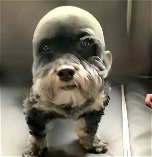 The Rise of Goofy Ahh Dog Culture: from Niche Sound to Global Phenomenon
