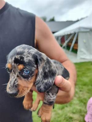The Rise of the Mini Dapple: How Recent Viral Headlines Put the Breed Front and Center