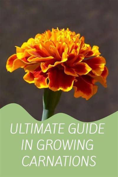 The Ultimate Beginner Guide to Diy Carnations: Supplies, Folding, and Styling