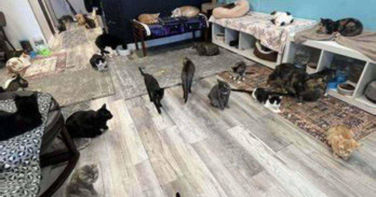 The Ultimate Cat Nap Hangout Guide: How to Visit, What to Know, and Tips for Home Setups