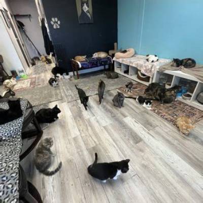 The Ultimate Cat Nap Hangout Guide: How to Visit, What to Know, and Tips for Home Setups
