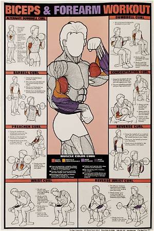The Ultimate Forearm and Bicep Guide: How to Curl for Complete Arm Size