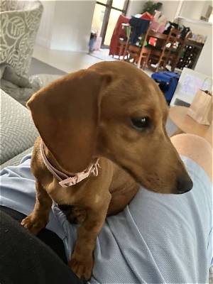 Thinking of Getting a Dachshund? 10 Similar Breeds Ranked for Pet Owners in 2026