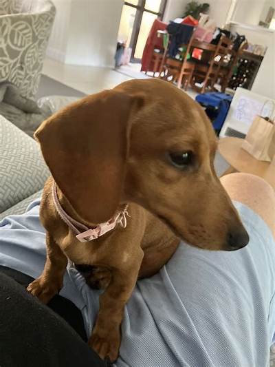 Thinking of Getting a Dachshund? 10 Similar Breeds Ranked for Pet Owners in 2026