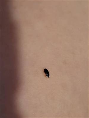 Tiny Black Bugs in Your Home or Yard: Complete Identification and Removal